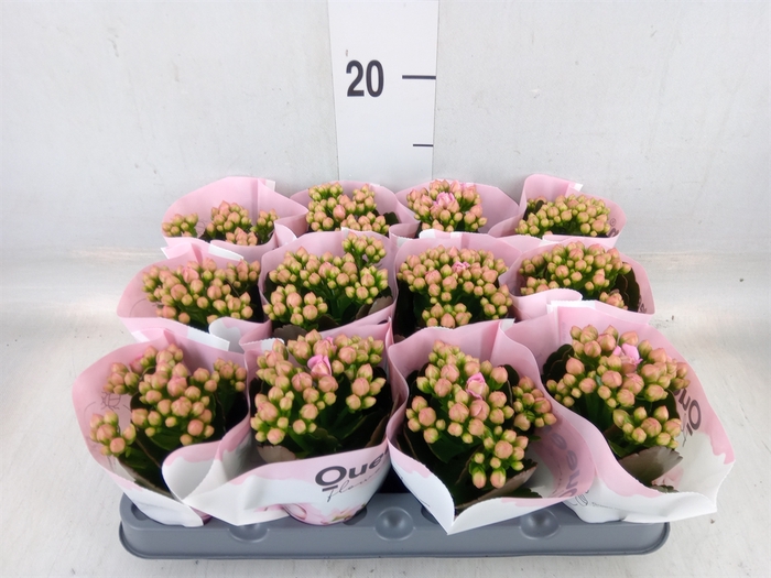 <h4>Kalanchoe  'MoreFlow Lillian'</h4>