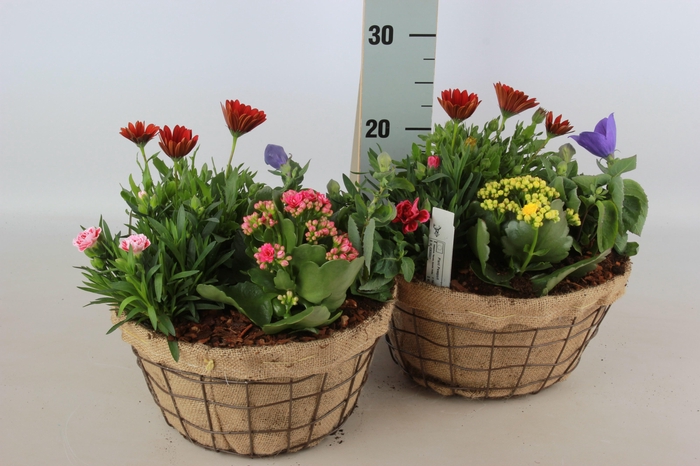 <h4>ARR TUINPLANTEN</h4>