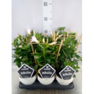 Mandevilla  'Sundavil White'