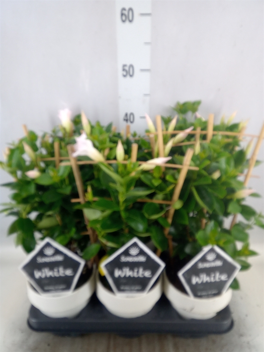 <h4>Mandevilla  'Sundavil White'</h4>