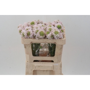 Scab At French Vanilla Bon Bon Scoop