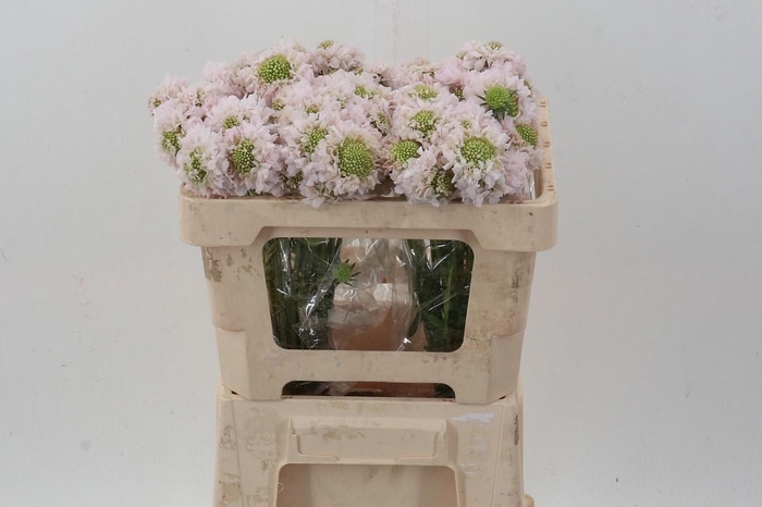 <h4>Scab At French Vanilla Bon Bon Scoop</h4>