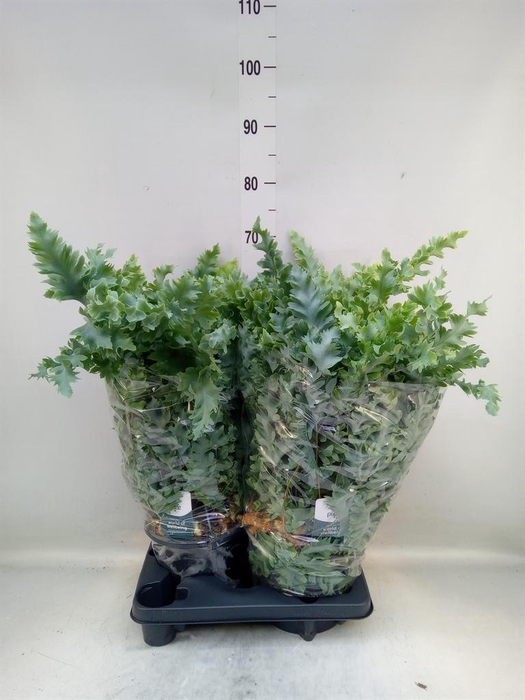 <h4>Phlebodium aureum 'Davana'</h4>