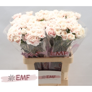 Di St Altair EMF