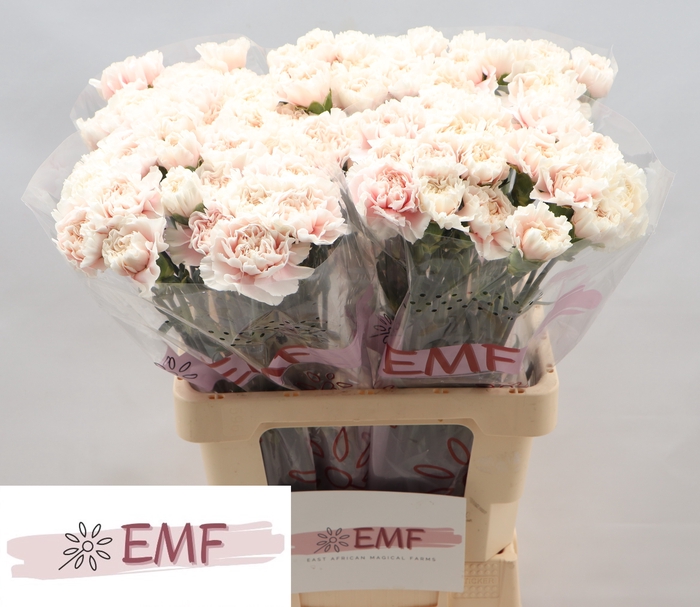 <h4>Di St Altair EMF</h4>