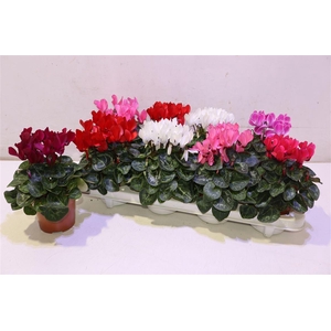 arr8 Cycl Kl Sup Winter