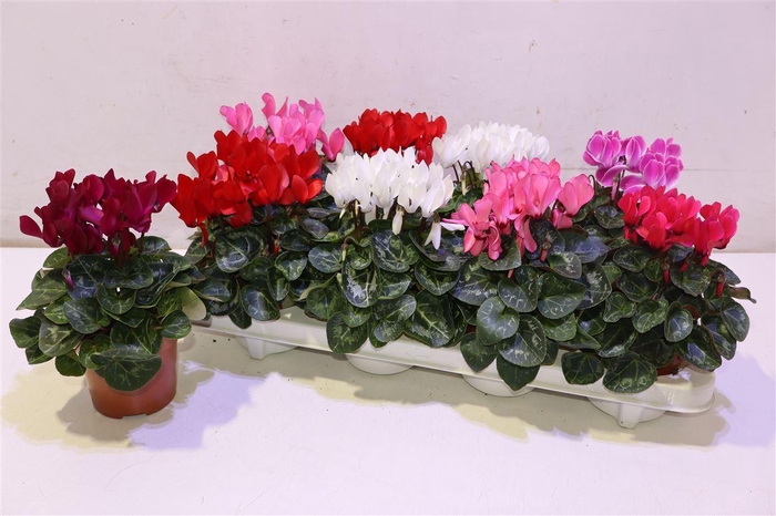 <h4>arr8 Cycl Kl Sup Winter</h4>