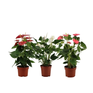 Anthurium 3 color mix in transparant sleeve