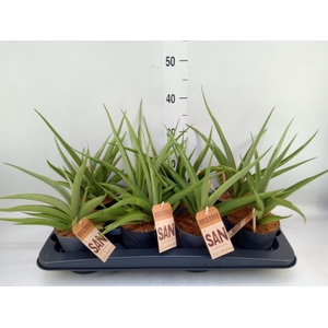 Sansevieria   ...