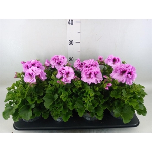 Pelargonium gran.   ..