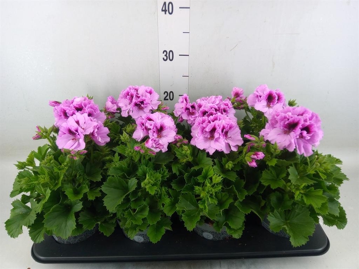 <h4>Pelargonium gran. ..</h4>