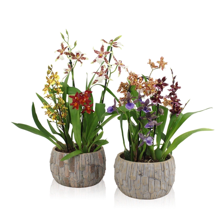 <h4>Inca Orchid arrangement ø22</h4>