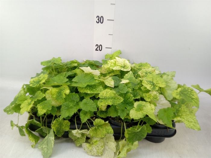 <h4>Tolmiea menziesii   ...variegated</h4>