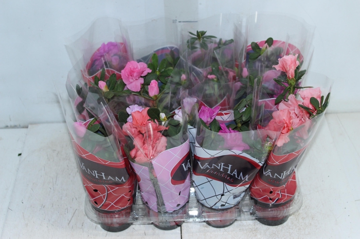 <h4>AZALEIA P09</h4>