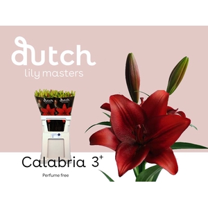 Li La Calabria 3+ Lily Master