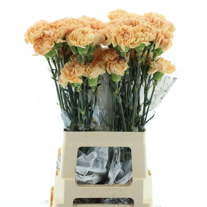 <h4>DI ST CAROLINE GOLD</h4>