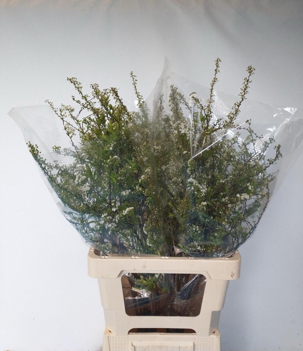 <h4>SPIR C GREFSHEIM</h4>