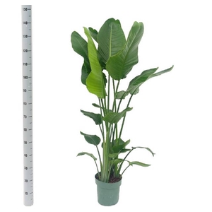 STRELITZIA NICOLAI