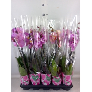 Phalaenopsis   ...rose