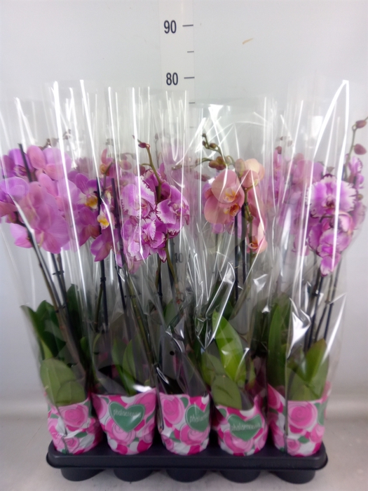 <h4>Phalaenopsis   ...rose</h4>