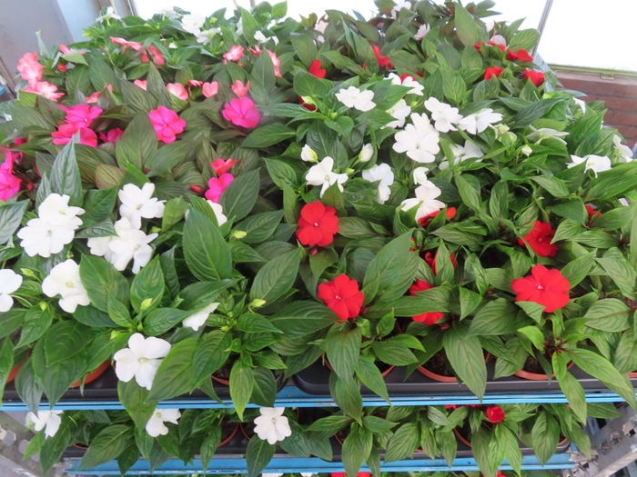 <h4>IMPAT NG MIXK 4 KL</h4>