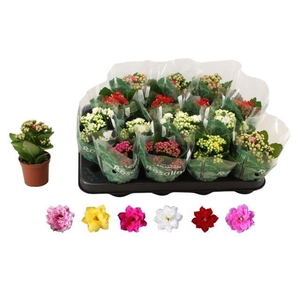 KALAN CALAN MIX ROSALINA P7