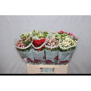 Bouvardia Mix Bucket