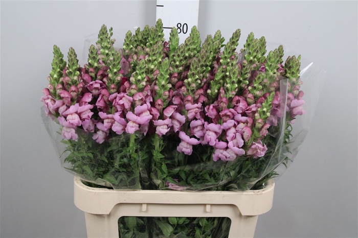 <h4>Antir Mary Lavender</h4>