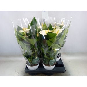 Anthurium andr. 'Cocos'