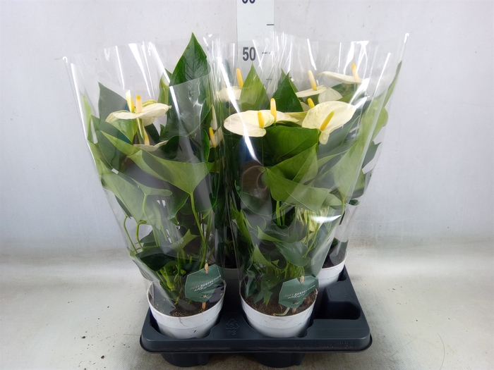 <h4>Anthurium andr. 'Cocos'</h4>