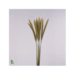 Pennisetum