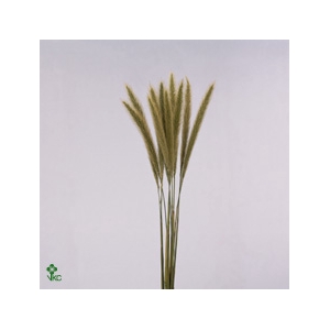 Pennisetum