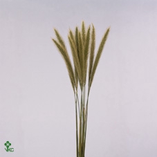 <h4>Pennisetum</h4>