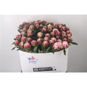 Paeo L Sarah Bernhard Pink Ex