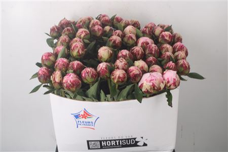 <h4>Paeo L Sarah Bernhard Pink Ex</h4>