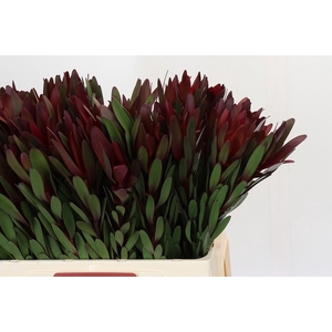 Leucadendron Safari Sunset