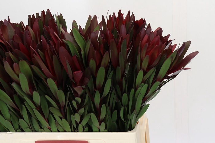 <h4>Leucadendron Safari Sunset</h4>