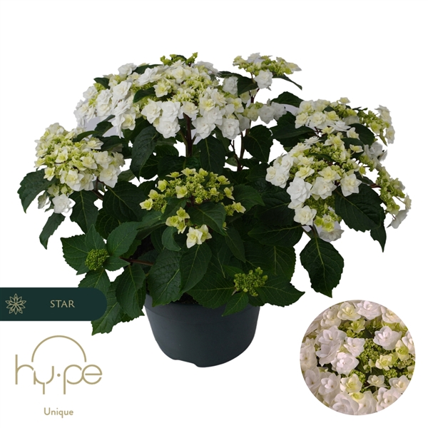 <h4>Hydrangea Wedding Gown 10+ | Hy-pe Unique</h4>