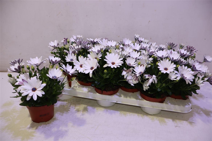 <h4>arr8 Osteo Passion Weiss</h4>