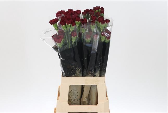 <h4>DI ST ZURIGO</h4>