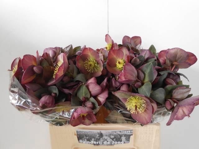 <h4>Hell Frk Dana Dulcet</h4>