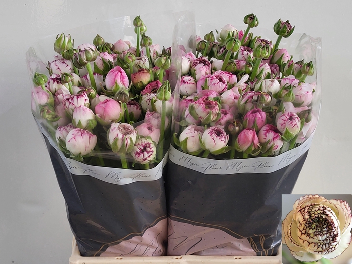 <h4>RAN ANDREA CAPPUCCIN</h4>