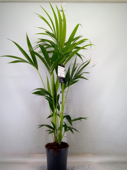 <h4>Howea forsteriana</h4>