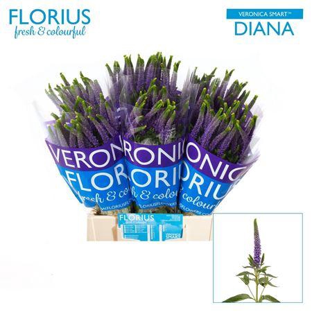 <h4>Veron Clea Diana</h4>