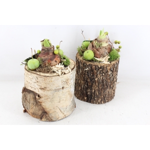 arr4 Amaryllis MB - Schors pot X6 L