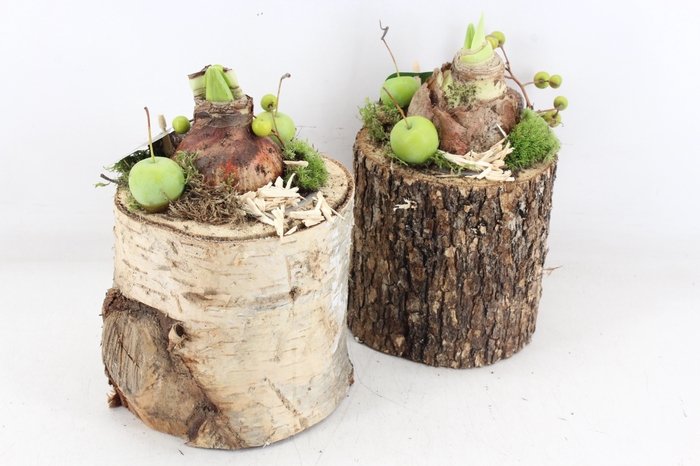 <h4>arr4 Amaryllis MB - Schors pot X6 L</h4>