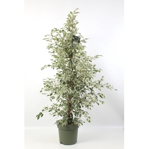 FICUS benjamina Starlight