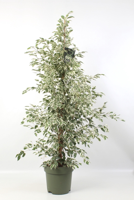 <h4>FICUS benjamina Starlight</h4>