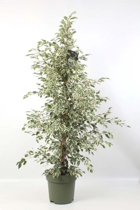 <h4>FICUS benjamina Starlight</h4>