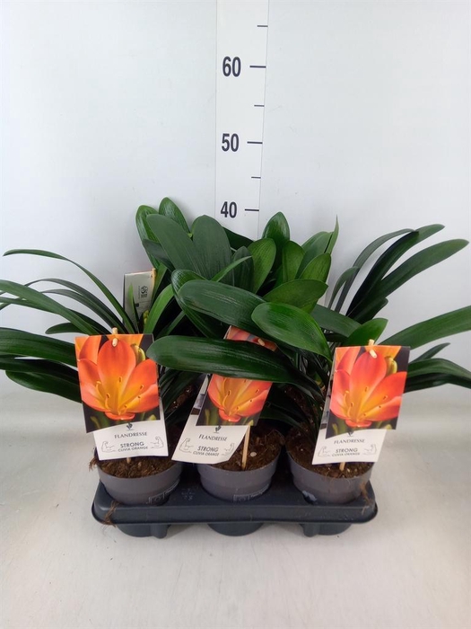 <h4>Clivia miniata</h4>